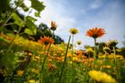 Foto van oranje en gele bloemen in de pluktuin van Fieflora in Beringen